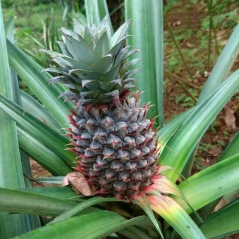 

Nanas muda