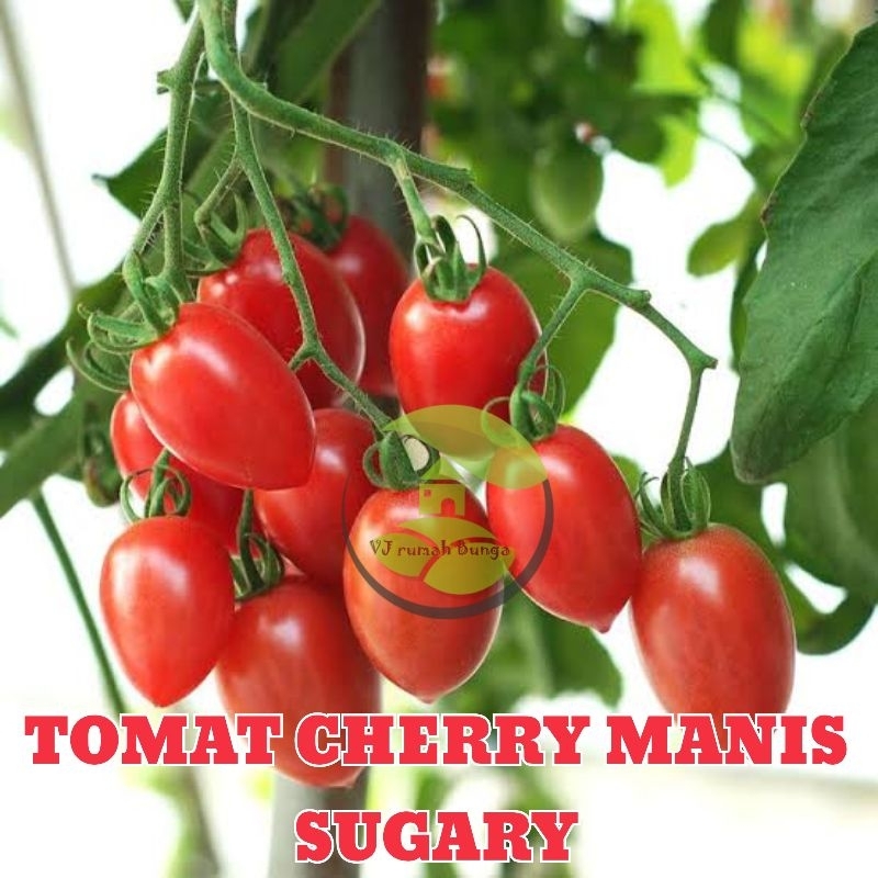 3biji - Benih tomat cherry manis sugary F1