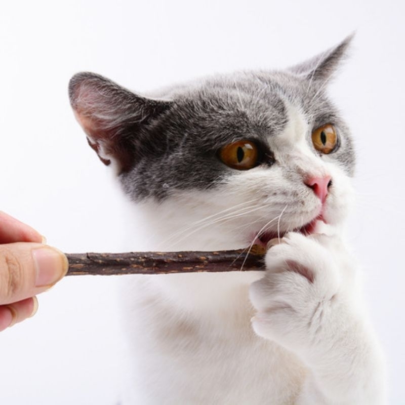 GPSS- Stick Snack Kucing Natural Catnip Berbau Aromatic Catmint Anti Stress Mainan Kucing Anti Stress Natural Catnip Alami Cat Toys Catnip Stick Kucing Stick Catnip Kucing