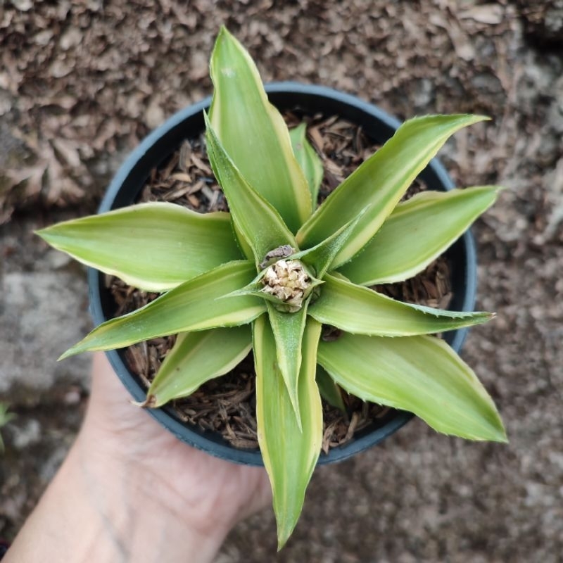 Cryptanthus Hijau | D 10 Cm | Sukulen