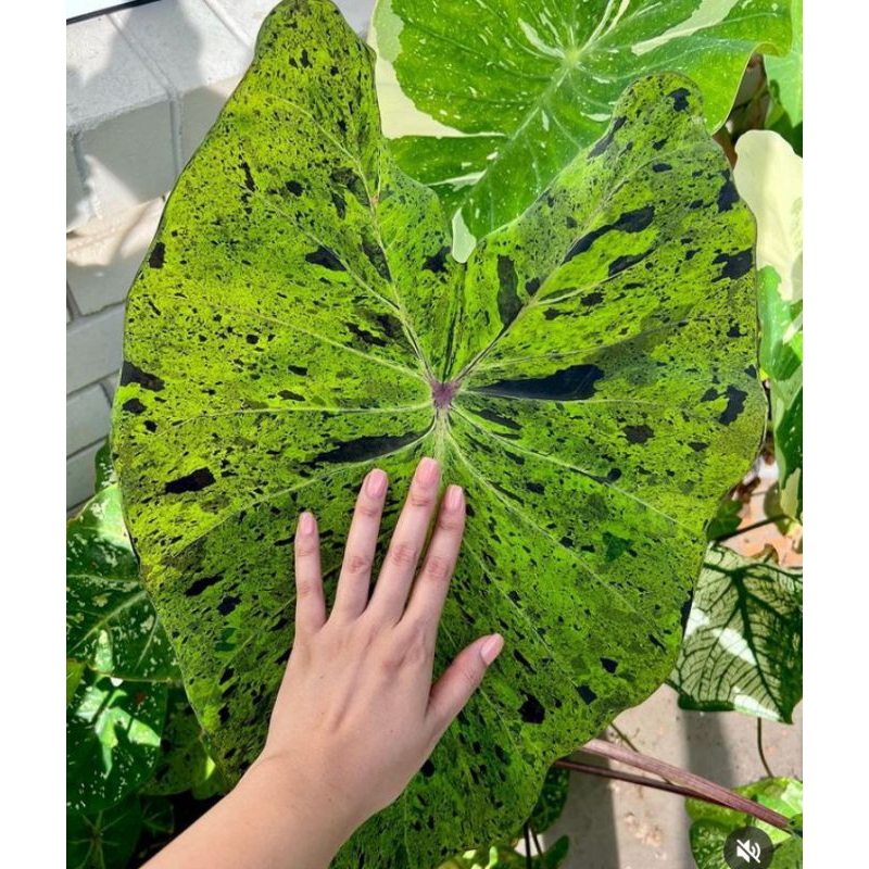 TANAMAN HIAS COLOCASIA MOJITO BUKAN BONGGOLAN