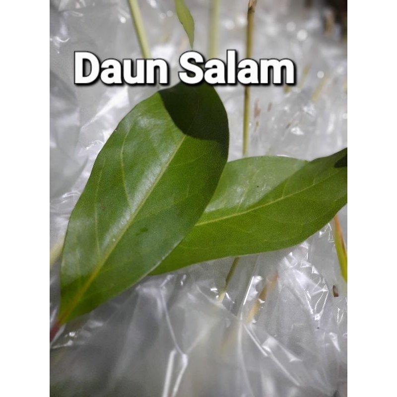 

Daun Salam/Rempah Dapur Daun Salam