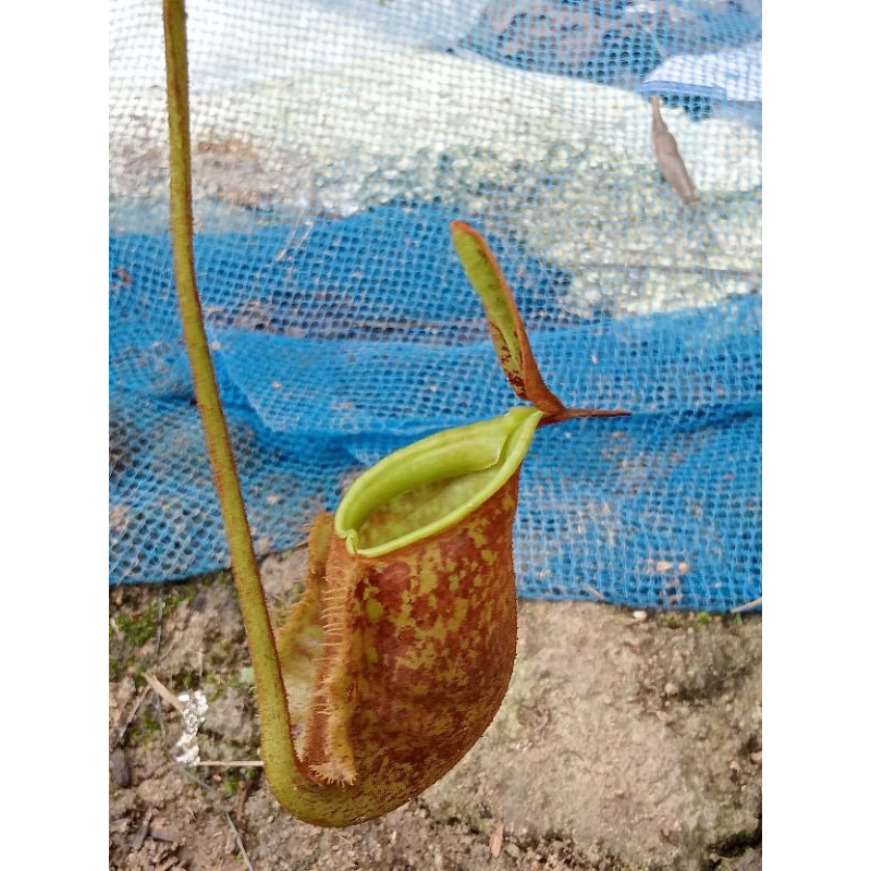 nepenthes hoker