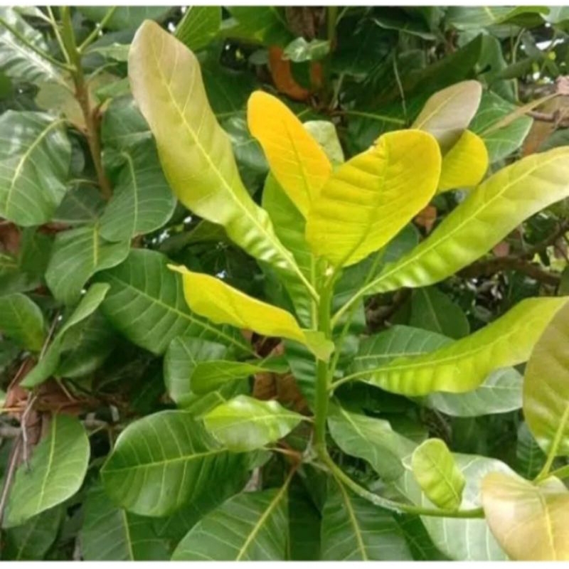 Daun jambu mete segar jambu monyet fresh 100 gram di ambil dadakan