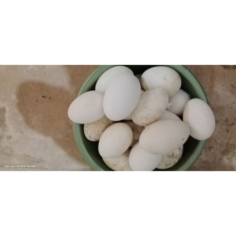 

Telur Angsa fresh konsumsi