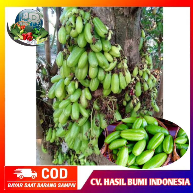 

belimbing wuluh segar 500gram (buat masak)