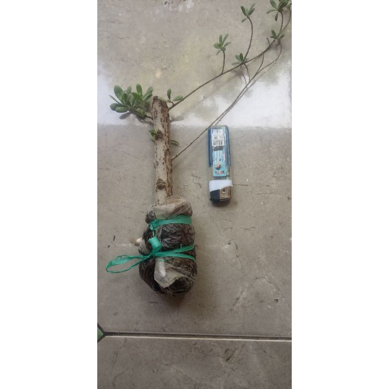 Bahan Cangkok Bogel Bonsai Santigi Mawar Super Mikro
