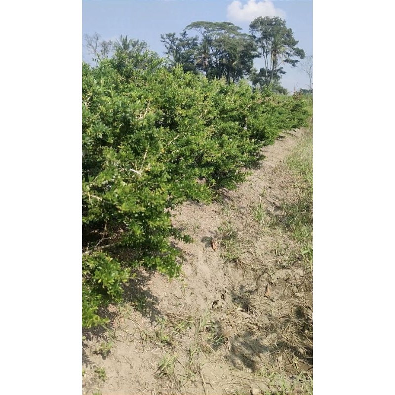 saeng simbur vietnam super mikro