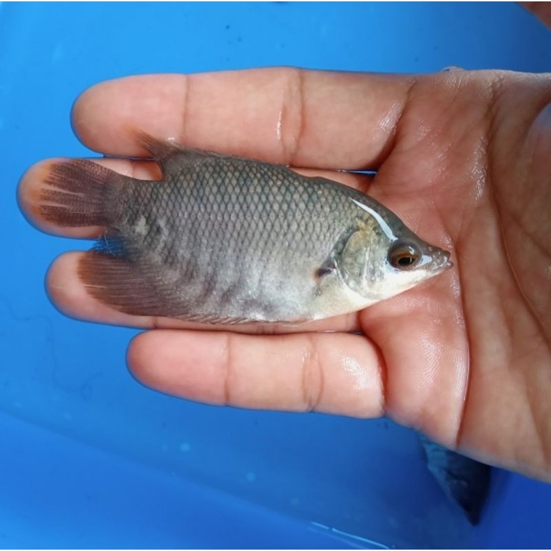 Bibit ikan gurame soang