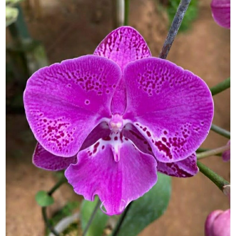 Anggrek Bulan Spike Premium Fullers p-plus - Anggrek Bulan Spike Premium Hybrid