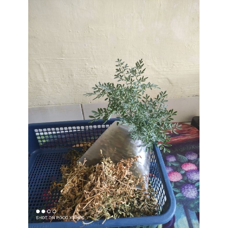 

daun inggu / chauchau kering