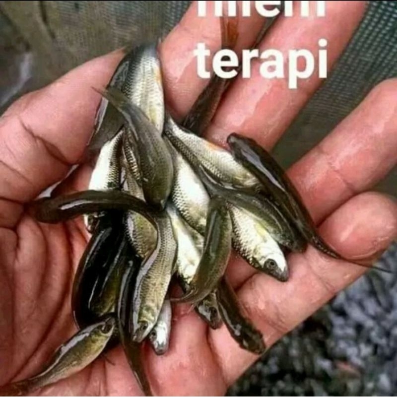 

ikan Terapi Nilem