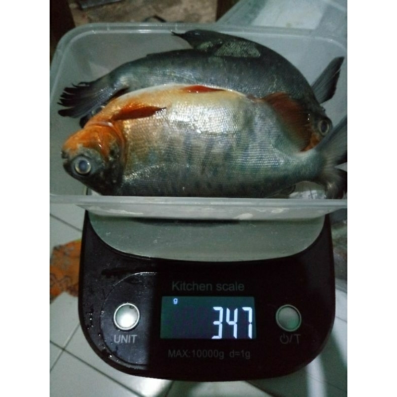 

ikan bawal isi 3