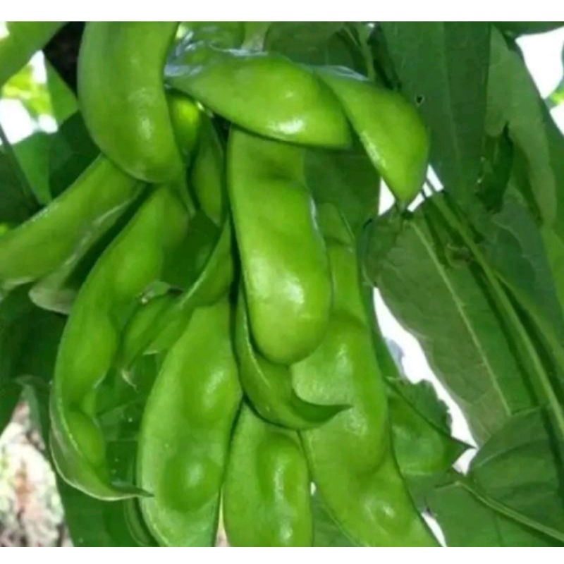 5-Benih Bibit Koro Ijo Mentek Koro Sayur