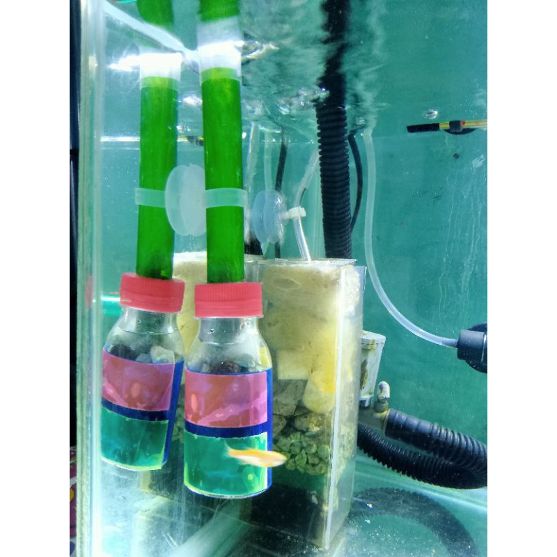 BIO SPONGE FILTER DAN AIR LIFT FILTER MEDIA PENJERNIH AIR AQUARIUM CANTIK