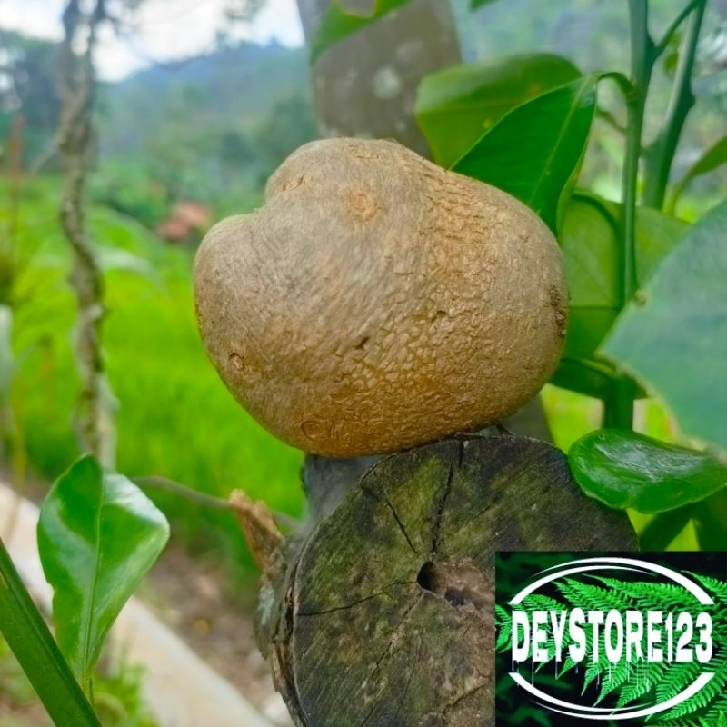 

kentang gantung asli kentang udara per 500 grm
