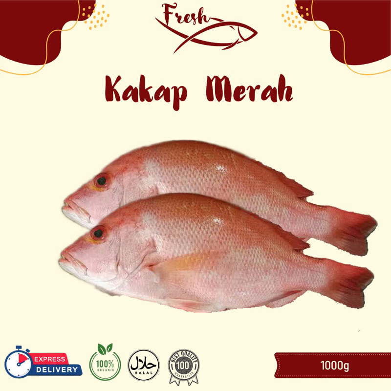 

IKAN KAKAP MERAH FRESH 1kg