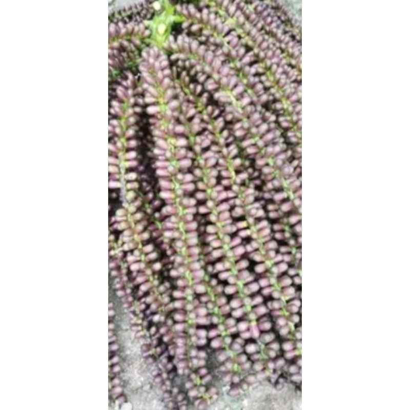 

bunga aren /langari pres 1 kg