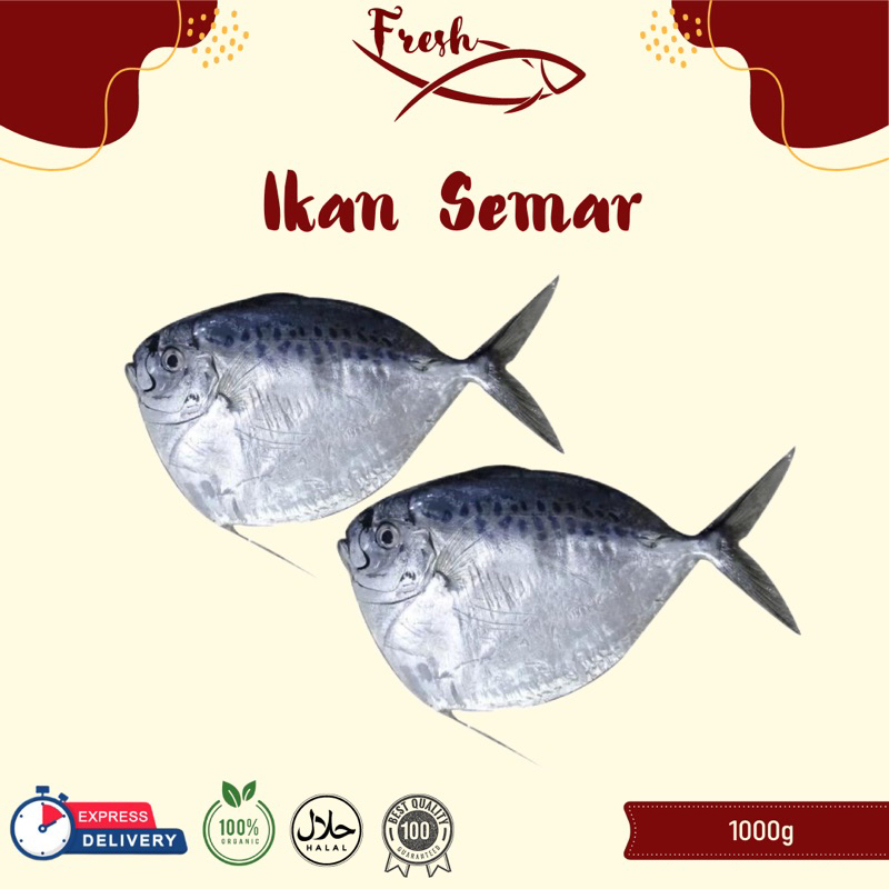 IKAN SEMAR/IKAN ANYI-ANYI/IKAN BAGONG FRESH 1kg