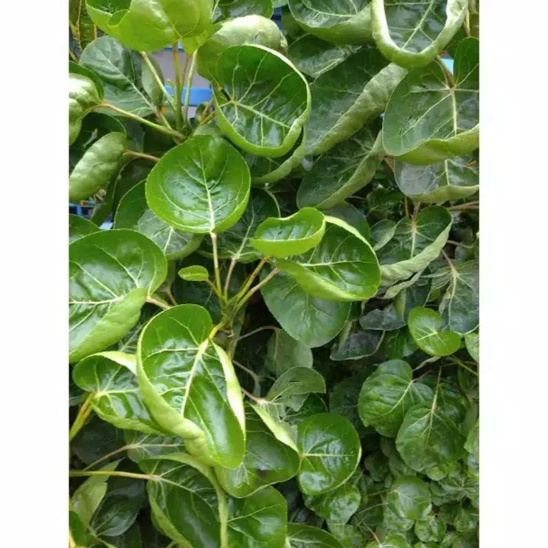 

daun mangkokan / daun kluban mangkokan