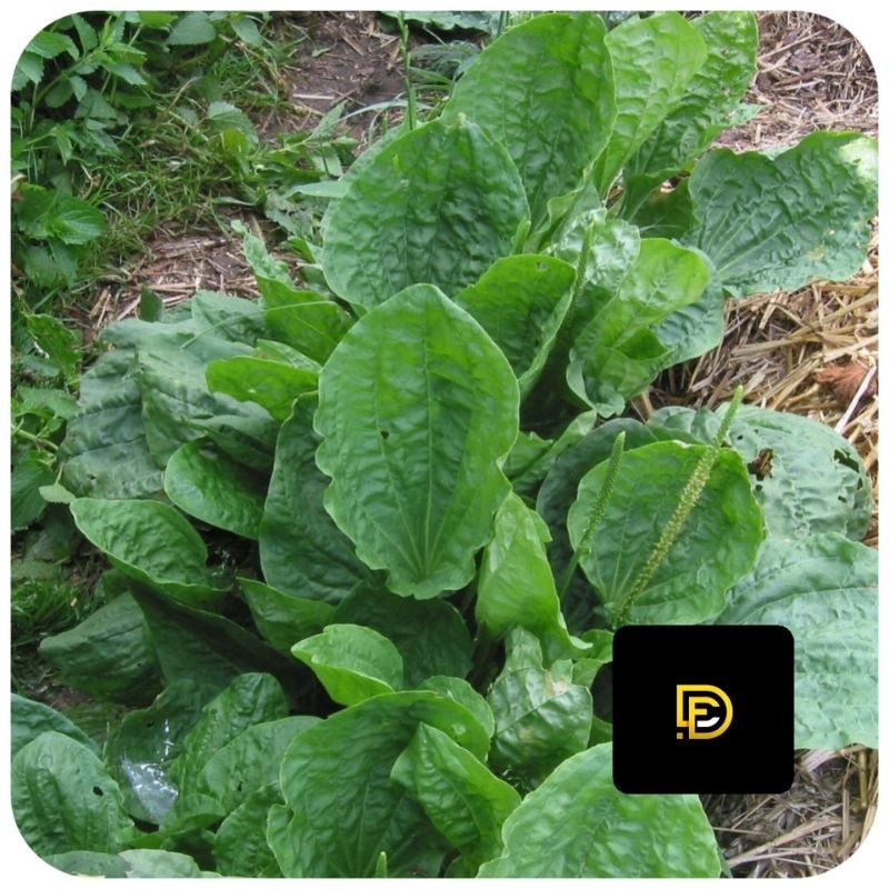 

Daun sendok segar daun kiurat segar 1 kg-az