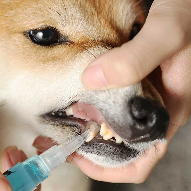 Kojima Japan Teeth Cleaning And Spa Pen Hewan Pembersih Karang Gigi Odol Pasta Gigi Anjing