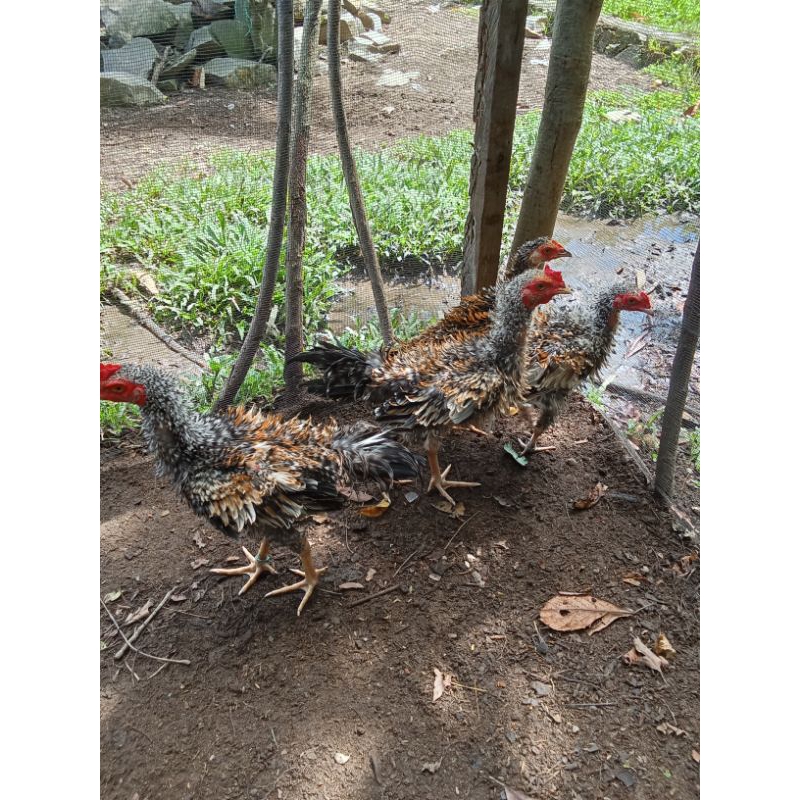 

Ayam Balik