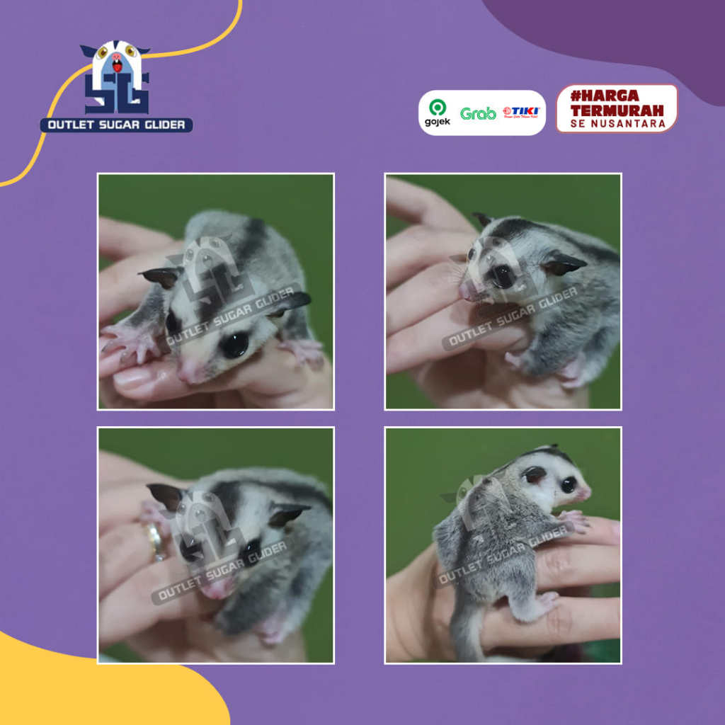 SUGAR GLIDER JENIS WHITE FACE DAN KANDANG LENGKAP