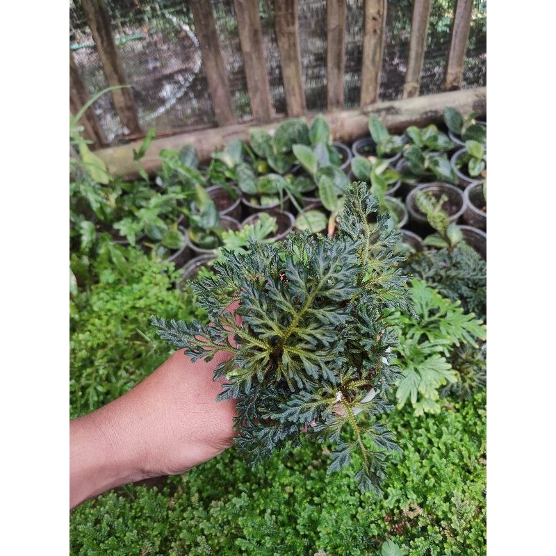 selaginella red/pakis rane merah tanaman paludarium  | terarium