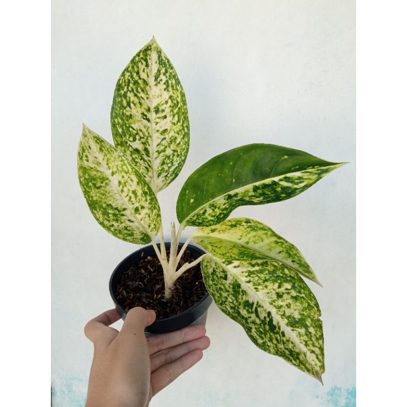 aglonema white big roy putih