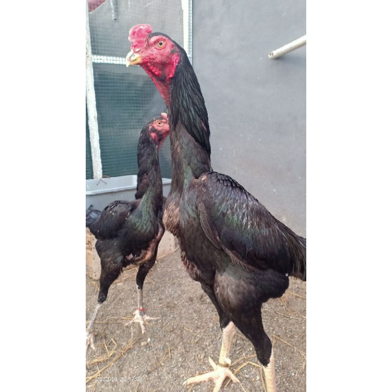 AnakanAsliShamoEropa