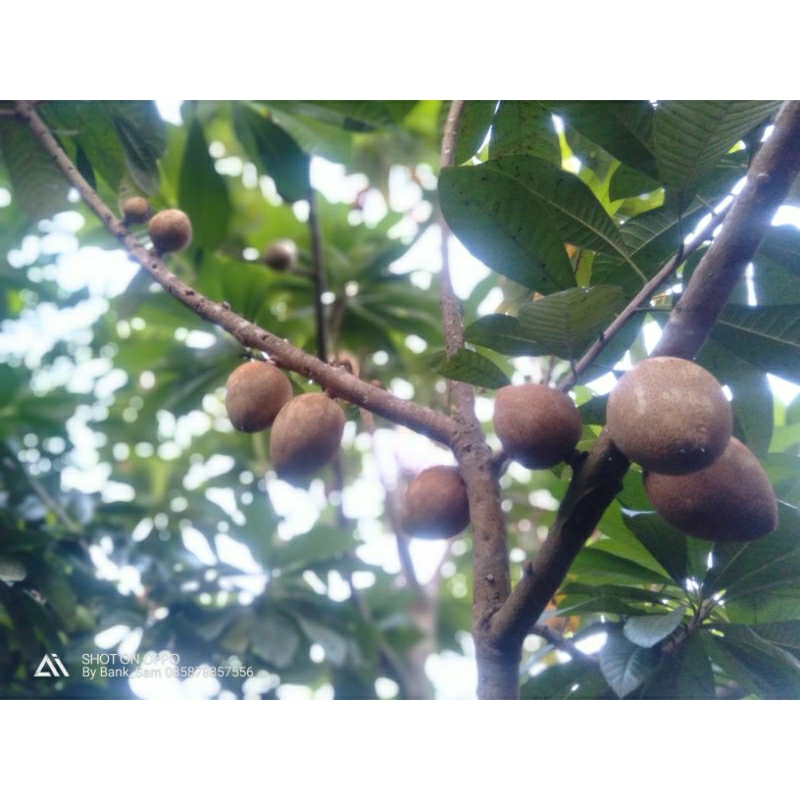 bibit Sawo Raksasa (Mamey Sapote)