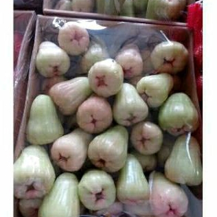 

Jambu Air delima madu | jambu air madu manis super fresh 1 kg