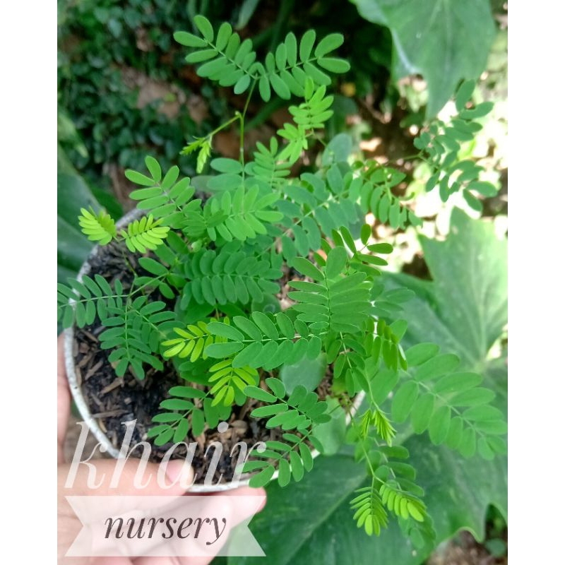 Paket Hemat Bibit Lamtoro Taramba