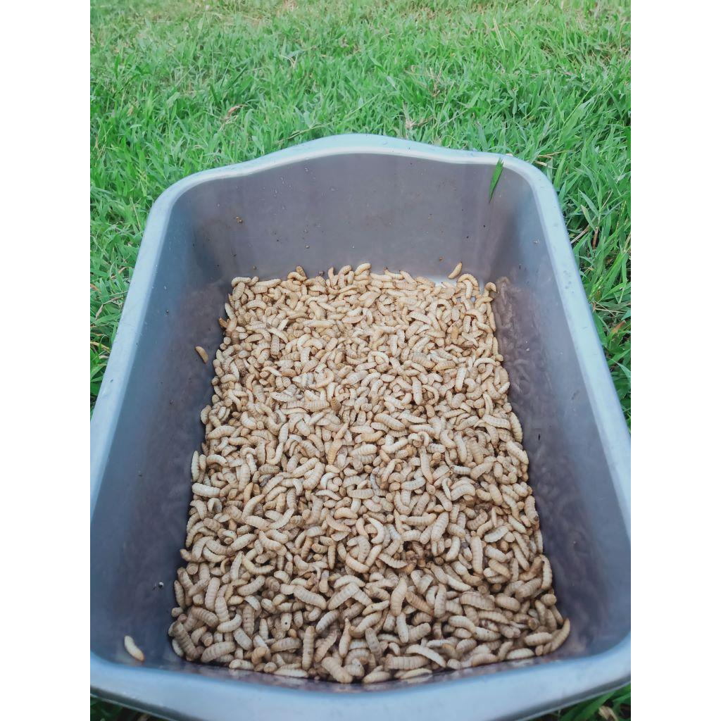 umpan pancing maggot hidup 1 Kg