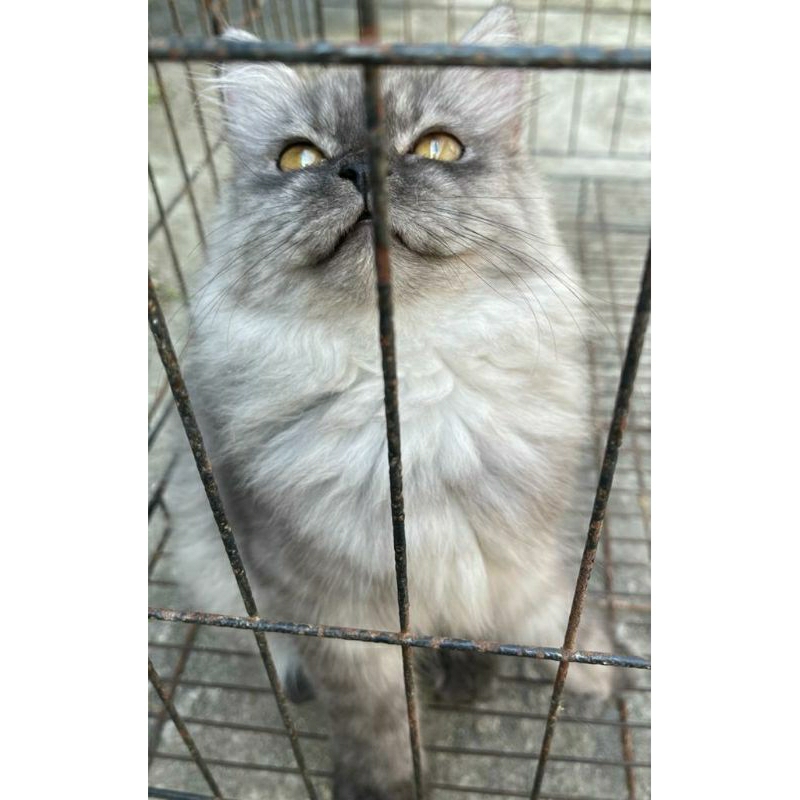 Kucing Persia Flatnose Himalaya