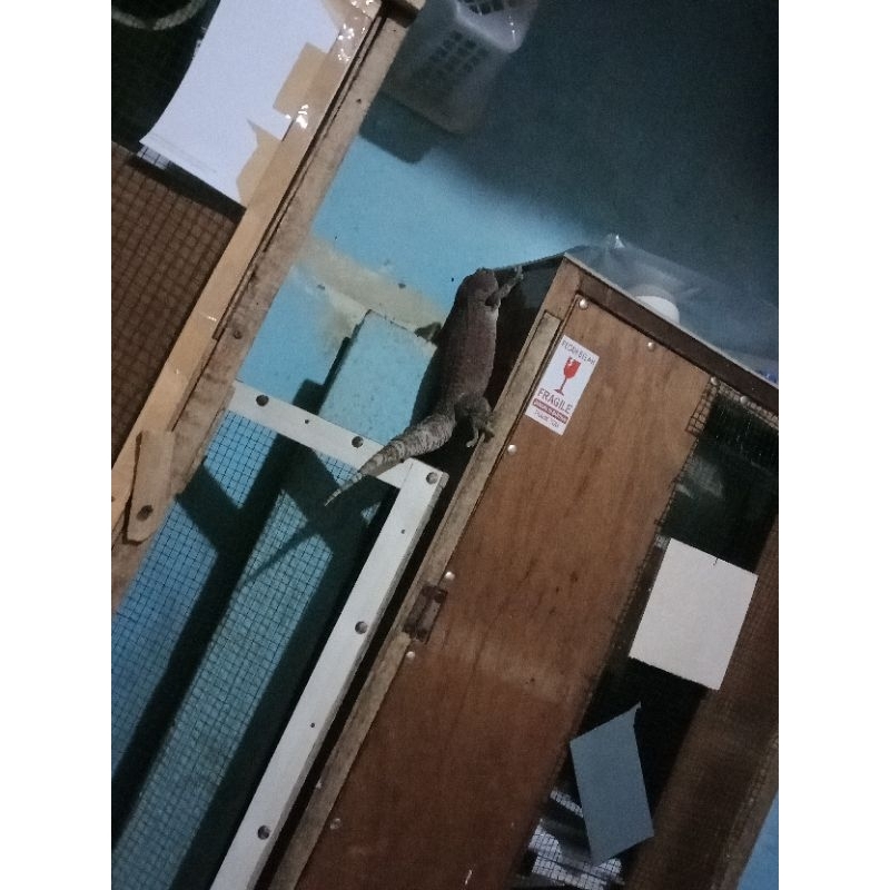 Tokek Rumah Panjang 40 Cm Peliharaan Langka Jumbo Obat Tradisional