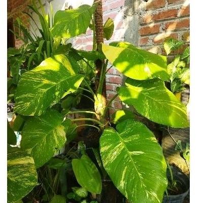 tanaman hias sirih gading jumbo tinggi 1 meter