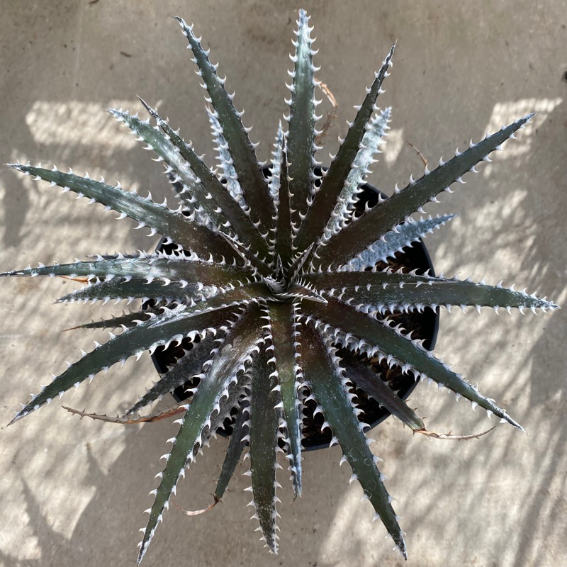 Dyckia Bromelia