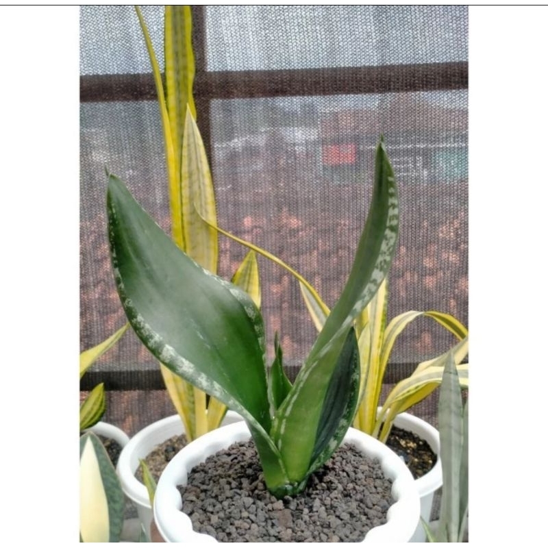 Sansevieria Whitney
