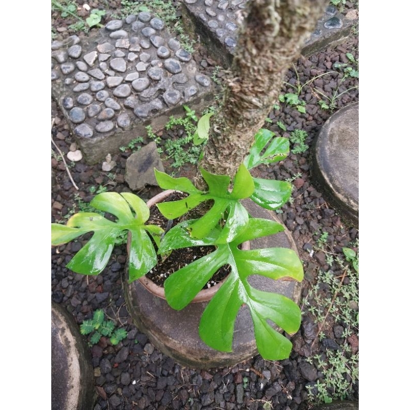 raphidopora tetrasperma