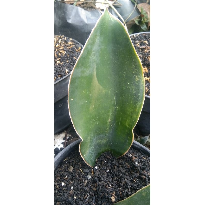 sansivera mason black variegata