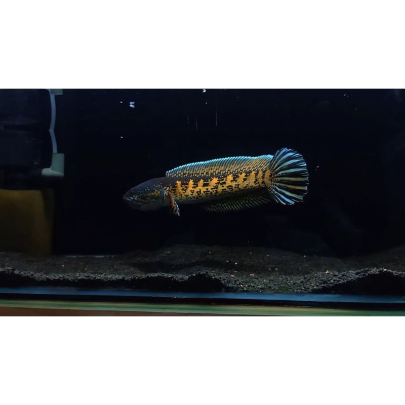 channa auranti 23cm-+ bar simet rapih