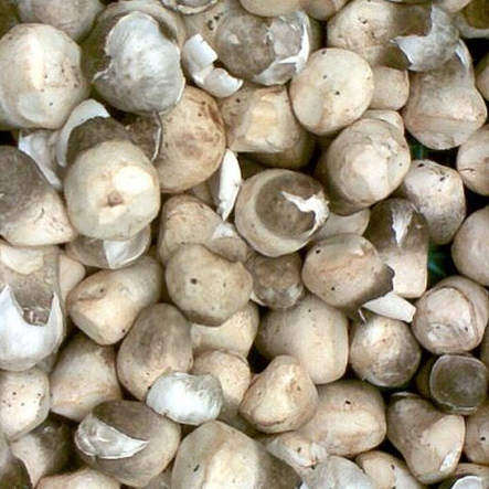 

Jamur Merang