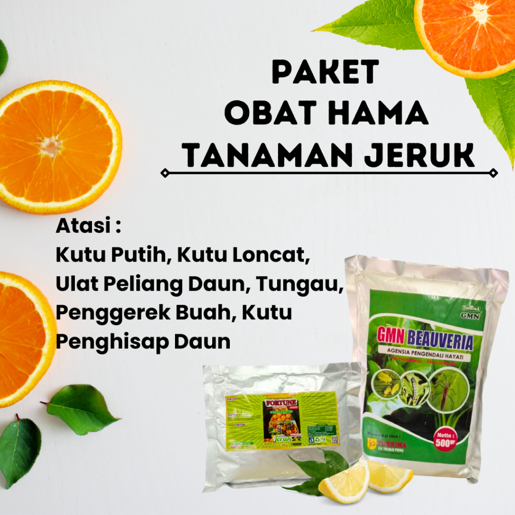 Pupuk Booster Jeruk Perangsang Buah, Obat Hama Ulat Peliang Daun Jeruk Limau