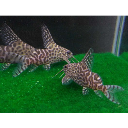 Sinodontis Catfish / Lele Sinodontis / Ikan hias Aquascape / Air Tawar / Algaeater
