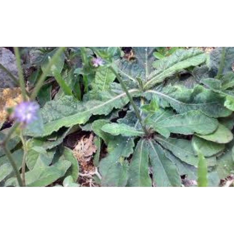 

Daun tapak lima asli organik untuk obat herbal