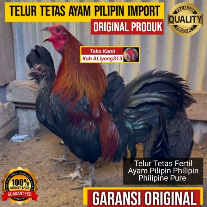 TELUR TETAS FERTIL AYAM ADUAN PILIPIN PHILIPIN PHILIPINE PURE IMPORT ASLI BUKAN TELUR AYAM BANGKOK B