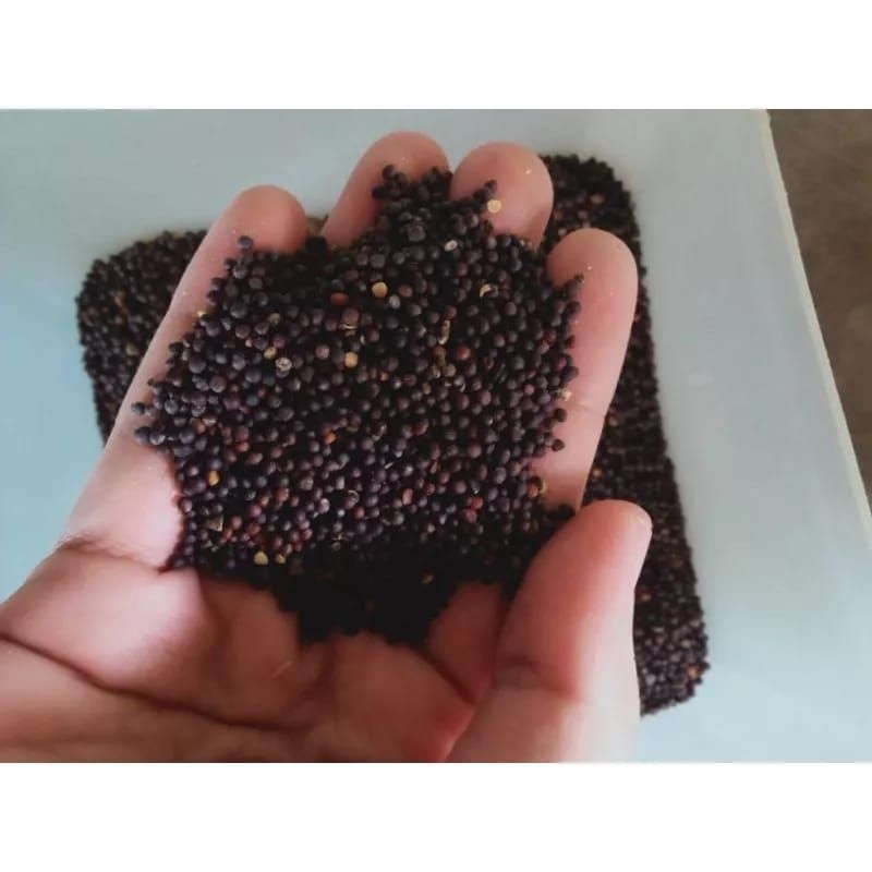 400gram Biji Sawi Pakan Burung Rajin berkicau Sehat Gacor Kenari Parkit Perkutut Lovebird Protein Te