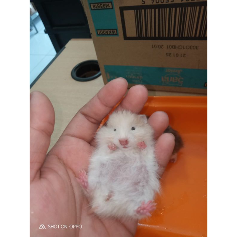 hamster syria longhair,short hair,satin